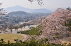 西山公園の桜6