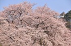 西山公園の桜8
