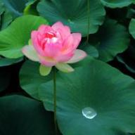 花蓮1