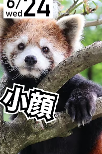 サムネイル画像
