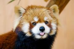 西山動物園 開園40周年(4月)