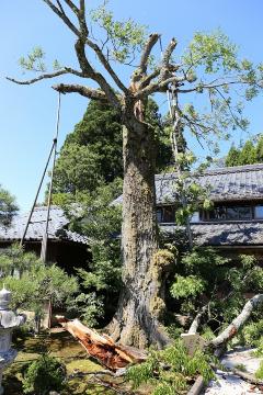 落葉高木センダン