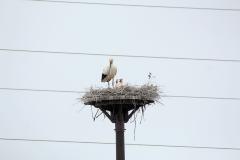 市内初 コウノトリのヒナ誕生