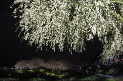 総合グランプリ「春花火」の写真