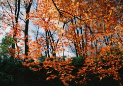 西山公園の紅葉