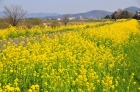 さばえ菜花ロード20