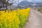 さばえ菜花ロード29