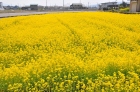 さばえ菜花ロード37