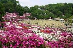 鯖江市の花　つつじ