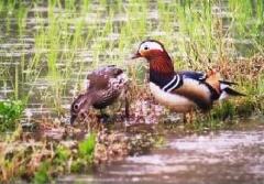 鯖江市の鳥　おしどり