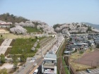 西山公園の桜1