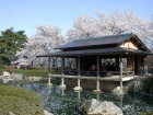 西山公園の桜2