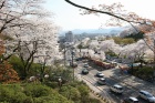 西山公園の桜3