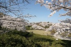 西山公園の桜4