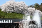 西山公園の桜5