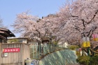 西山公園の桜7