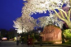 西山公園の桜9