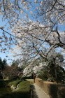 西山公園の桜13