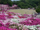 西山公園のつつじ2