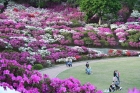 西山公園のつつじ10