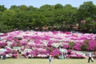 西山公園のつつじ13