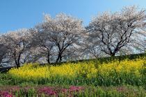 日野川右岸堤防の写真