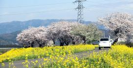 日野川右岸堤防の写真