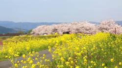 日野川右岸堤防の写真