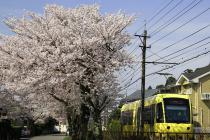 桜と電車のコラボが見られます