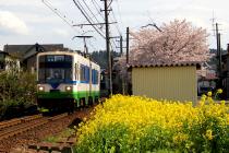 桜と電車の写真