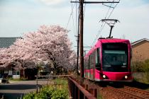 桜と電車の写真