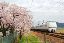 JR北陸本線と桜