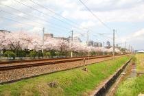 JR北陸本線と桜