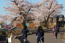 鯖江高校の桜