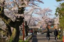 鯖江高校の桜