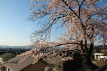 鯖江高校の桜