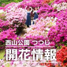 2026桜開花状況