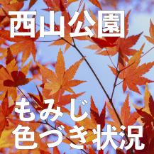 西山公園もみじ色づき状況