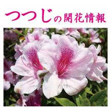 つつじの開花情報