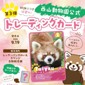 西山動物園　レッサーパンダ　トレーディングカード
