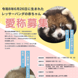 西山動物園　レッサーパンダ　赤ちゃん　名前募集