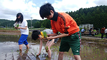 酒米田植え