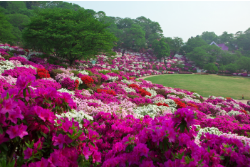 西山公園の写真