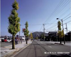 駅東線の街路樹の写真