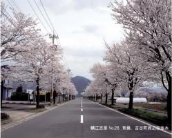 青葉、吉谷町周辺桜並木の写真