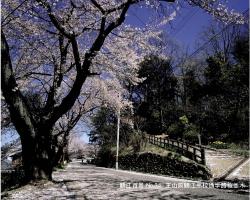 王山前鯖江高校通学路桜並木の写真