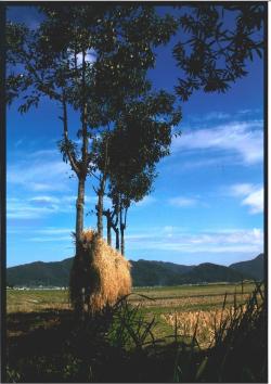 秋晴の田園（中河保育園周辺）の写真