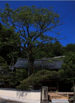 照臨寺の栴檀の大木