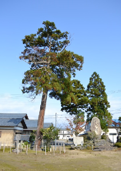 矢留の一本杉