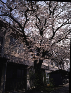 中央中学校内　桜